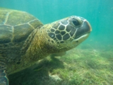 The Best Day Trips from Isabela Island, Galapagos